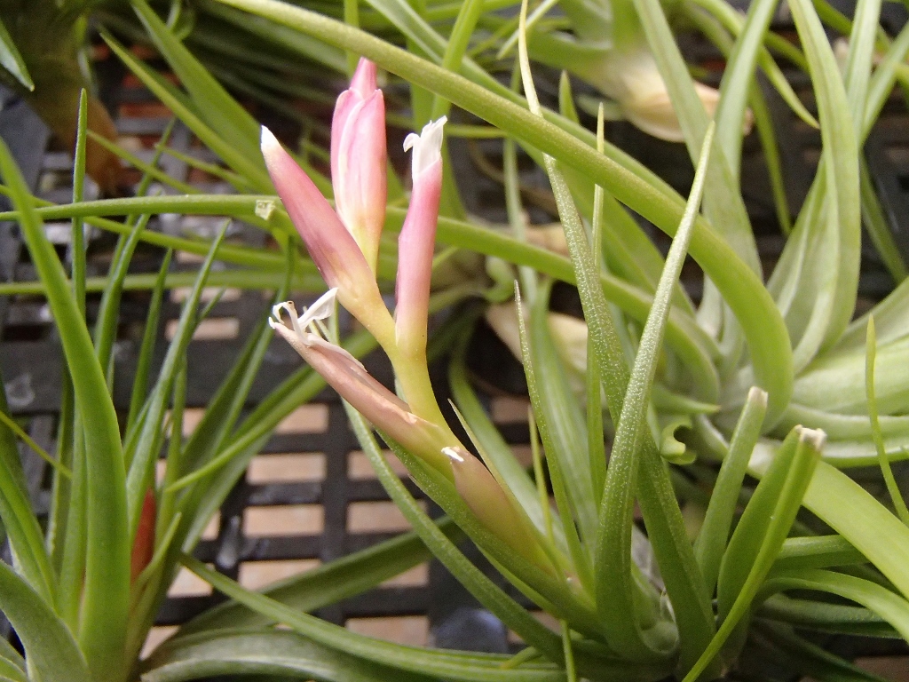 Tillandsia Tenufolia - Emerald Forest